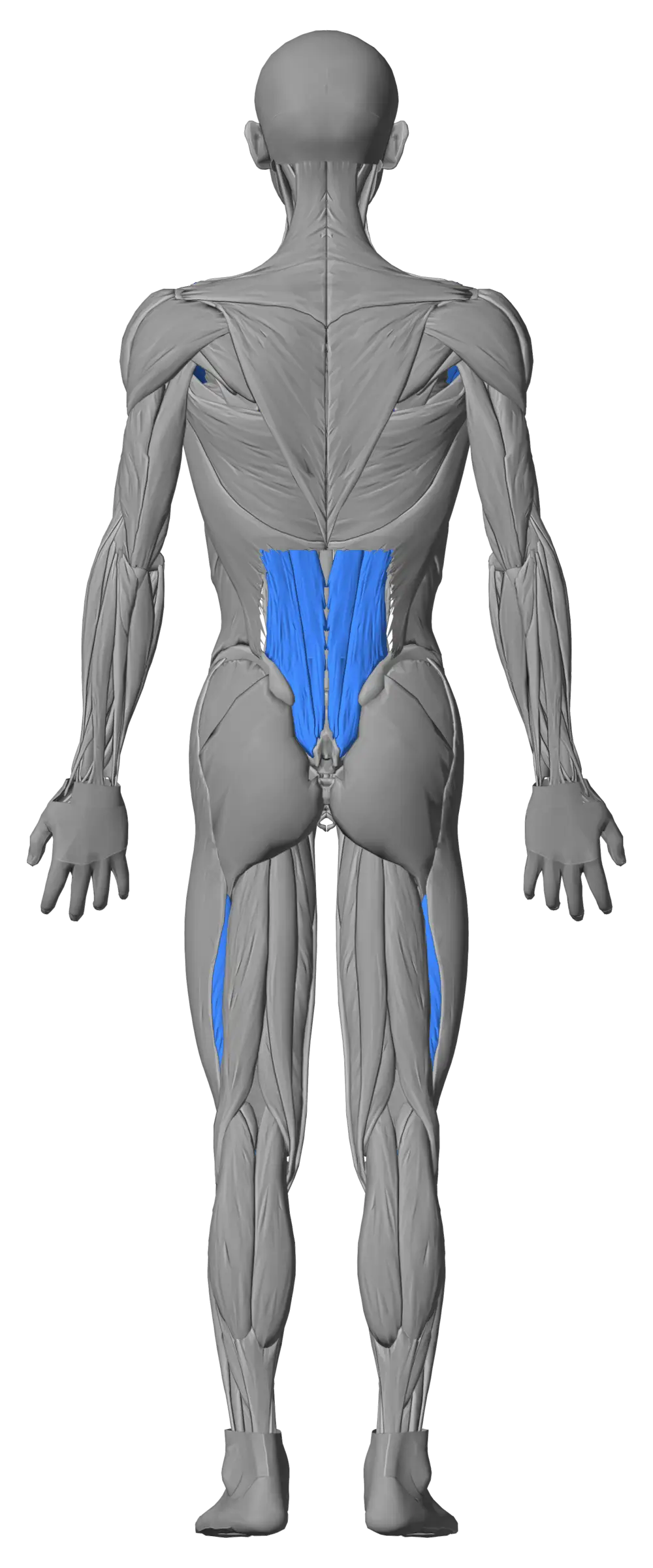 Body figure from the back. Example, level: chest and front delts level 2, quads and lower back level 3, all other muscles without a level.
