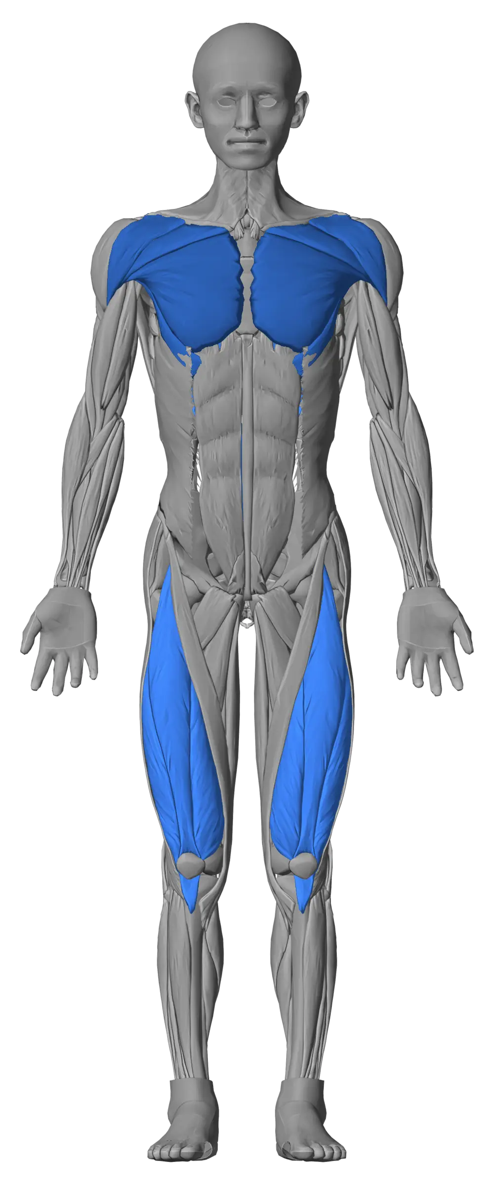 Body figure from the front. Example, level: chest and front delts level 2, quads and lower back level 3, all other muscles without a level.