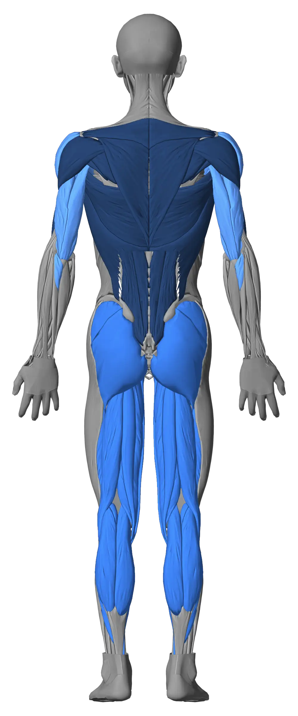 Body figure from the back. Example, last trained: chest, front and side delts and triceps 0 to 1 days ago, legs 2 to 3 days ago, lats, upper and lower back, rear delts and biceps 4 to 7 days ago.