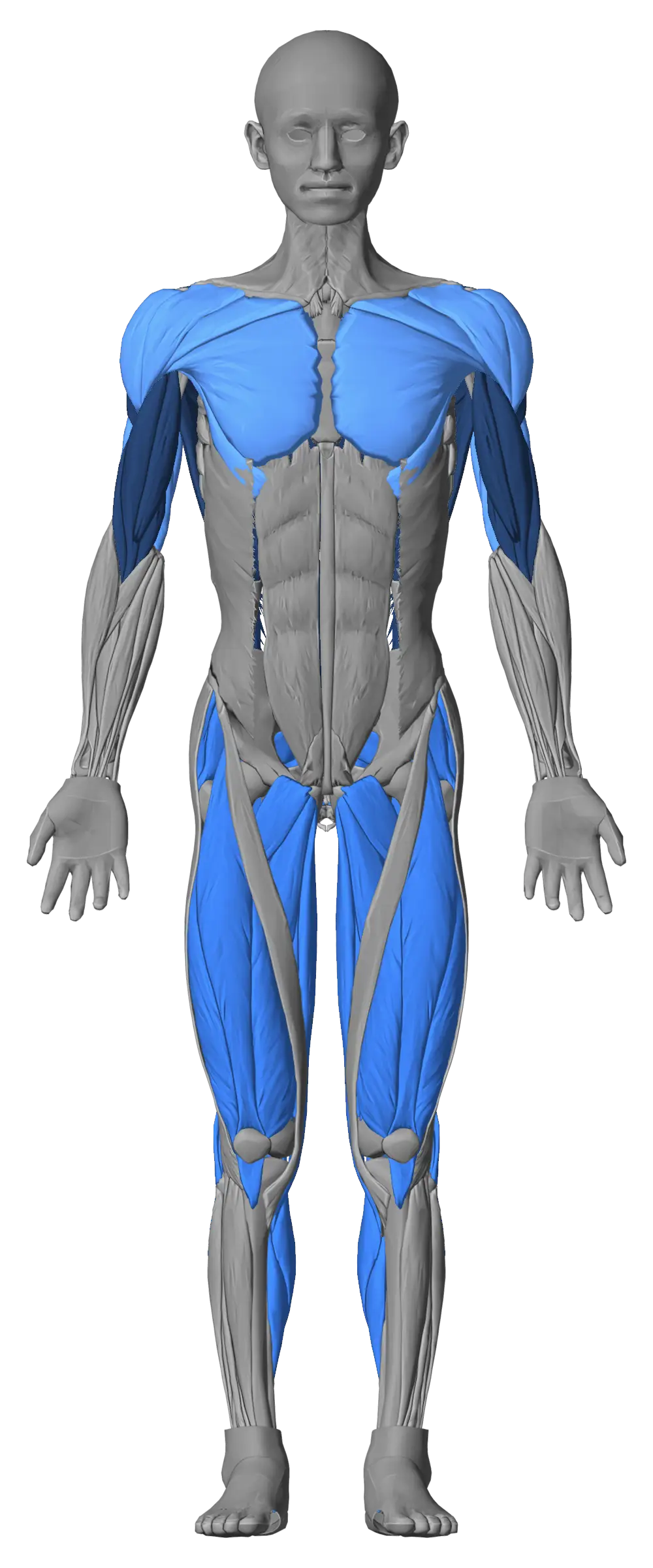 Body figure from the front. Example, last trained: chest, front and side delts and triceps 0 to 1 days ago, legs 2 to 3 days ago, lats, upper and lower back, rear delts and biceps 4 to 7 days ago.
